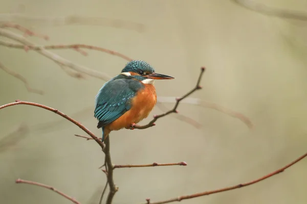 Een Prachtige Kingfisher Alcedo Zittend Een Twijg Die Groeit Een — Stockfoto