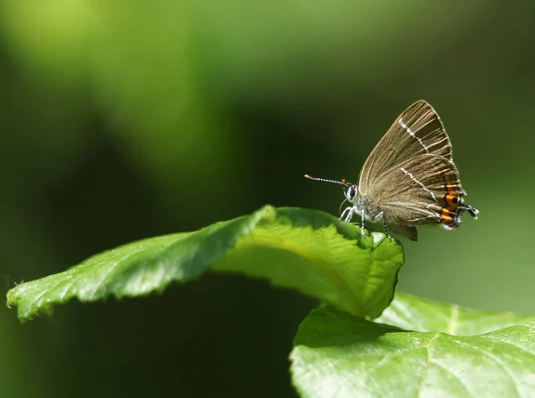 Yeni Ortaya Çıkmış Nadir Bir Beyaz Harf Hairstreak Butterfly Satyrium — Stok fotoğraf