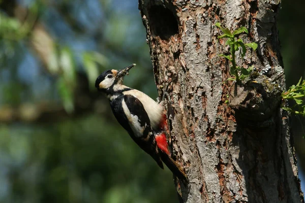 一只惊心动魄的雌性大啄木鸟 Dendrocopos少校 栖息在柳树筑巢洞的边缘 嘴里衔着满嘴昆虫 正要喂它的孩子们 — 图库照片