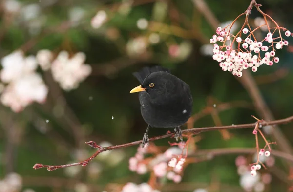 Scène Hivernale Superbe Merle Mâle Turdus Merula Perché Sur Une — Photo