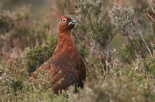 Belo Red Grouse Macho Lagopus Lagopus Entre Urze Nos Pântanos — Fotografia de Stock