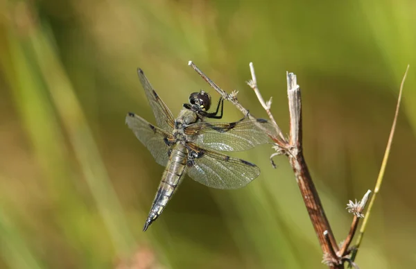 Stunning Four Spotted Chaser Dragonfly Libellula Quadrimaculata Perching Plant — Stock Photo, Image