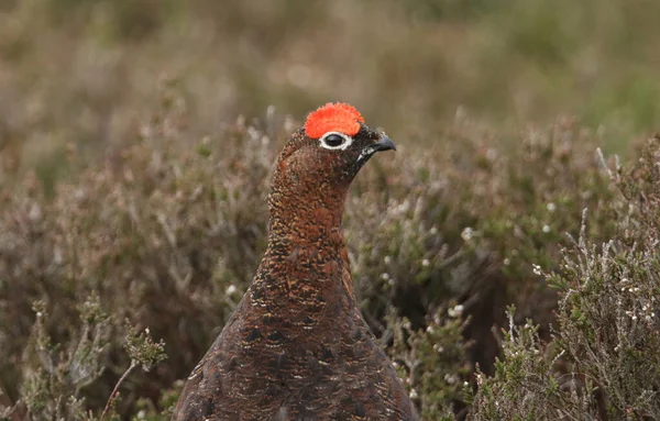 Une Photo Tête Beau Tétras Rouge Lagopus Lagopus Dans Lande — Photo