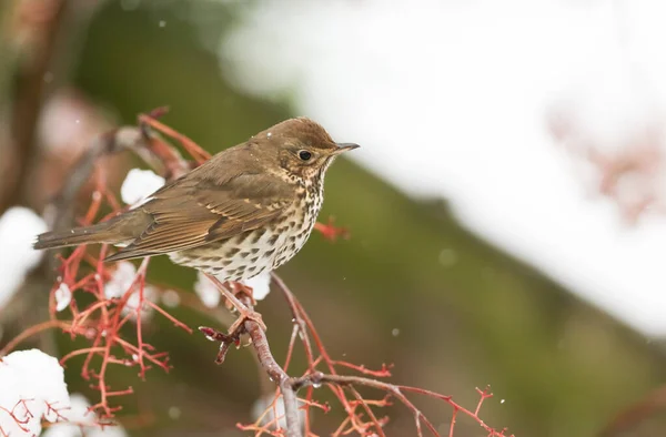 Egy Lenyűgöző Song Thrush Turdus Philomelos Ült Egy Hegyi Kőrisfán — Stock Fotó