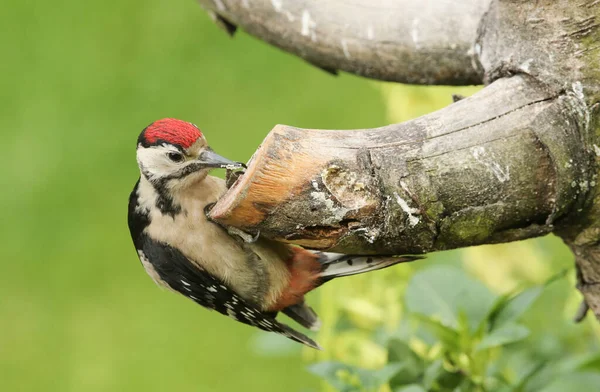 Ένα Μωρό Μεγάλη Spotted Woodpecker Dendrocopos Major Εύρεση Τροφίμων Για — Φωτογραφία Αρχείου