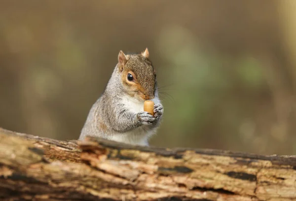 Humorvolle Aufnahme Eines Niedlichen Grauhörnchens Scirius Carolinensis Mit Einer Eichel — Stockfoto