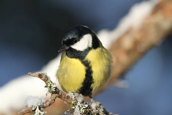 Adult Great Tit Parus Major Perched Branch Covered Lichen Covering — Zdjęcie stockowe