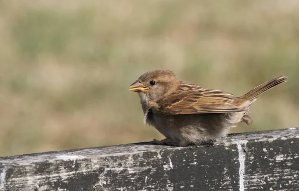 Pardal Bonito Casa Bebê Passer Domesticus Empoleirado Uma Cerca — Fotografia de Stock