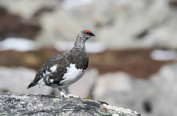 Ptarmigan Macho Lagopus Mutus Nas Montanhas Nas Terras Altas Escócia — Fotografia de Stock