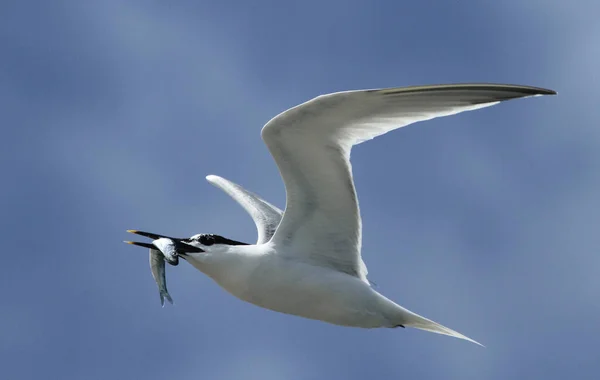 Eine Flussseeschwalbe Sterna Sandvicensis Fliegt Mit Einem Fisch Schnabel — Stockfoto