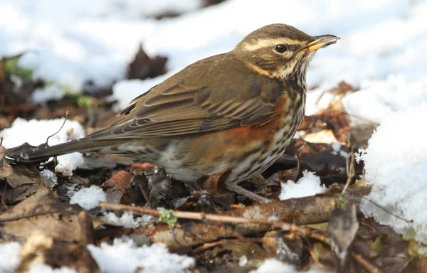 Redwing Turdus Iliacus Buscando Comida Suelo Bajo Nieve Las Hojas — Foto de Stock