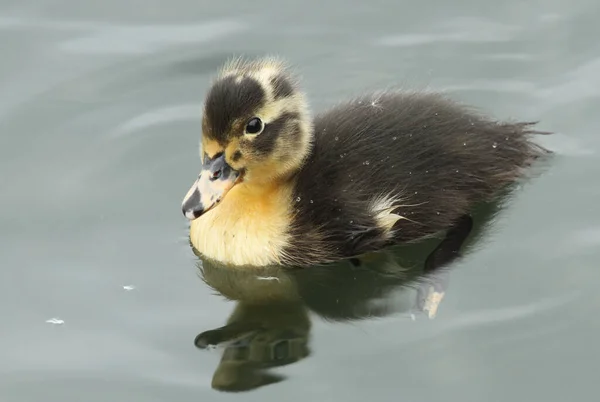 Cute Wild Baby Duckling Swimming Lake — Stock Photo, Image