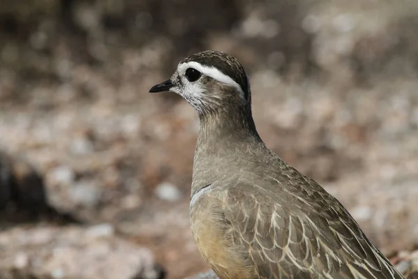 Ein Seltener Dotterel Charadrius Morinellus Den Schottischen Highlands — Stockfoto