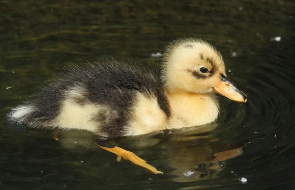 Bebê Bonito Patinho Nadando Lago — Fotografia de Stock