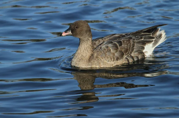 Ganso Pés Cor Rosa Anser Brachyrhynchus Nadando Lago — Fotografia de Stock