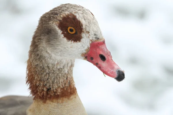 Une Tête Oie Égyptienne Alopochen Aegyptiacus Avec Des Flocons Neige — Photo