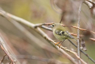 Büyüleyici bir Goldcrest kuşu (Regulus regulus) bir dala tünemiş ve yiyecek böcek arıyordu..