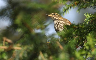 Güzel bir Kızılkanat (Turdus iliacus) porsuk ağacı meyveleriyle beslenir..