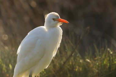 İngiltere 'de ineklerin otladığı bir tarlada yiyecek arayan güzel bir Egret (Bubulcus ibis)..