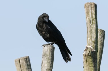 Genç bir Carrion Crow, Corvus Corone, bir direğe tünemiş. Ailesinin gelip onu beslemesini bekliyor..