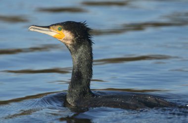 Gölde balık avlayan bir karabatak (Phalacrocorax carbo).