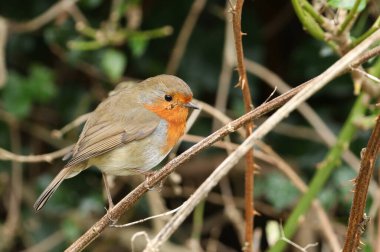 Güzel bir Robin, Erithacus Rubecula, bir bitkinin gövdesine tünemiş. Yemek için böcek avlıyor..