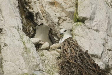Fulmarus buzulları bir uçurumun kenarında, yuvalarında otururlar..