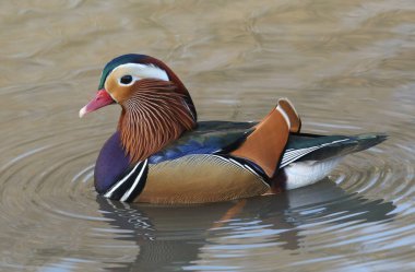 İngiltere 'de bir gölde yüzen çarpıcı bir erkek ördek (Aix galericulata)..