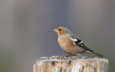 İskoçya 'nın dağlık bölgelerindeki Abernathy ormanında ağaç kütüğüne tünemiş güzel bir Chaffinch (Fringilla coelebs). 