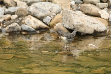 Tatlı bebek Dipper, Cinclus Cinclus, nehrin ortasında bir kayanın üzerinde duruyor. Ebeveyninin gelip onu beslemesini bekliyor..