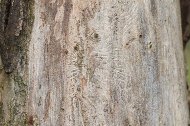 İngiltere 'nin ormanlarında Hollanda Elm Hastalığı tarafından öldürülen ölü bir İngiliz Karaağacı Ulmus Procera' nın ağaç gövdesi..