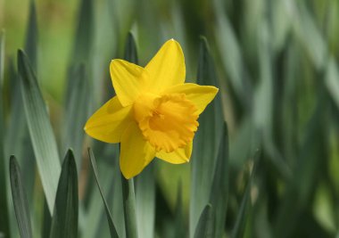 Güzel bir nergis, Narcissus, İngiltere 'nin ağaçlık bir bölgesinde yetişiyor.. 