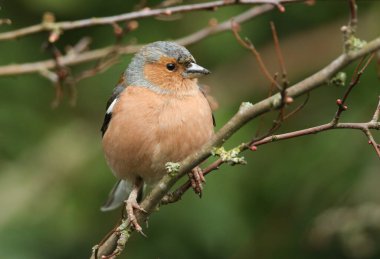 Güzel bir erkek Chaffinch, Fringilla coelebs, kışın Hawthorn ağacının dalına tünemiş. 