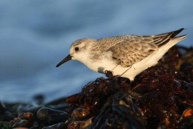 Büyüleyici bir Sanderling (Calidris alba) son günlerinde kıyıda yiyecek arıyor..