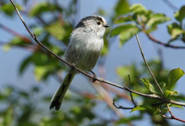 A pretty Long-tailed Tit, Aegithalos caudatus, perching on a branch of a tree in springtime. 