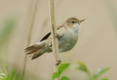 Bir Reed Warbler, Acrocephalus scirpaceus, baharda bir gölün kenarında büyüyen bir sazlığa tünemiş..