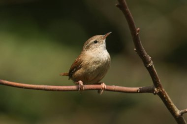 Güzel bir Wren, Troglodit trogloditleri, ağaçtaki bir dala tünemiş..