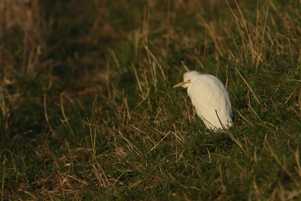Beautiful Cattle Egret Bubulcus Ibis Hunting Food Field Cows Grazing — Stock Photo, Image