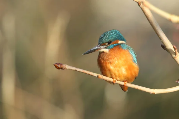 Söt Kvinnlig Kungsfiskare Alcedo Sitter Gren Det Har Dykt Ner — Stockfoto