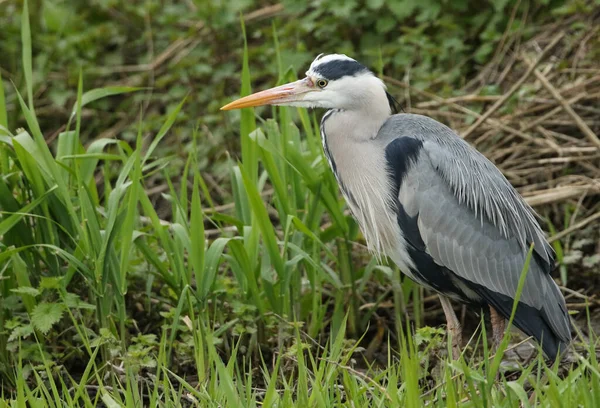 Magnificent Hunting Grey Heron Ardea Cinerea Standing Bank River — Stock Photo, Image
