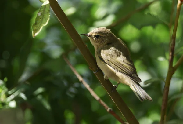 かわいいシェフ Phylloscopus Colyitaは 木の枝に腰掛けています 虫が食べるのを待っています — ストック写真