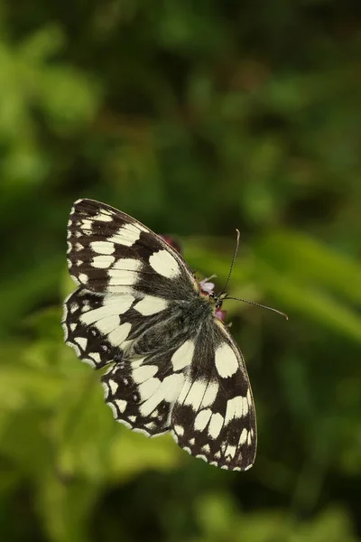 Mramorovaný Bílý Motýl Melanargia Galathea Nektar Květu — Stock fotografie