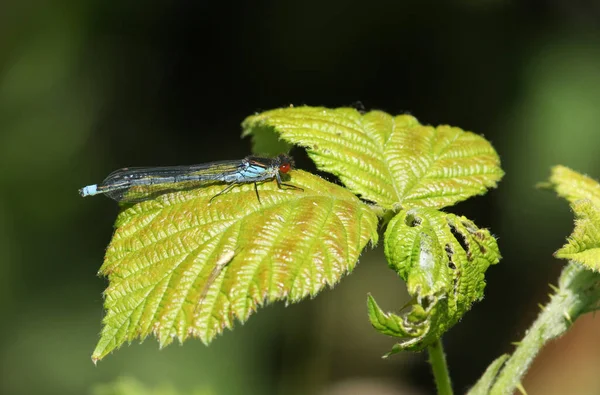 Damselfly Ochi Roșii Nou Născuți Erythromma Najas Cocoțat Frunză Bramble — Fotografie, imagine de stoc