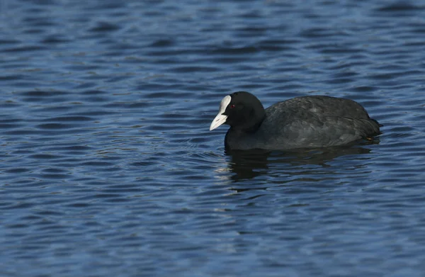 Ein Hübscher Coot Fulica Atra Schwimmt Auf Einem See Großbritannien — Stockfoto