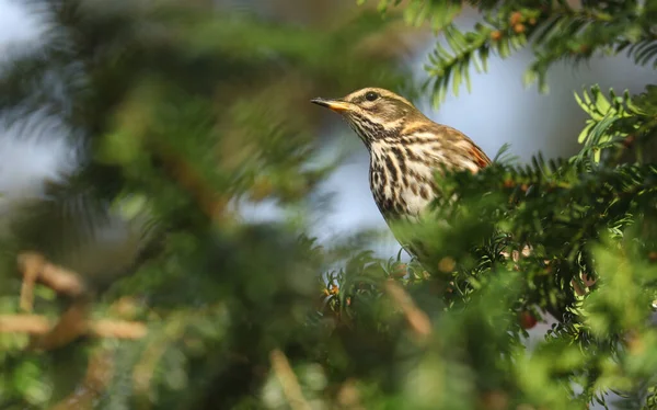 Güzel bir Kızılkanat (Turdus iliacus) porsuk ağacı meyveleriyle beslenir..