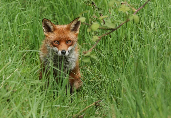 Magnífico Caça Selvagem Macho Red Fox Vulpes Vulpes Sentado Grama — Fotografia de Stock