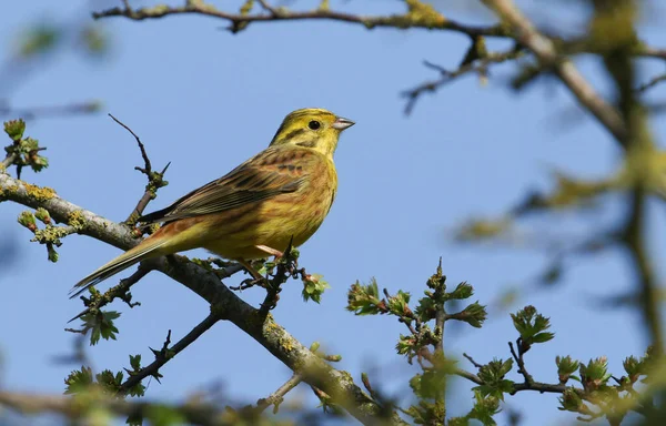 Eine Atemberaubende Männliche Yellowhammer Emberiza Citrinella Die Frühling Auf Einem — Stockfoto