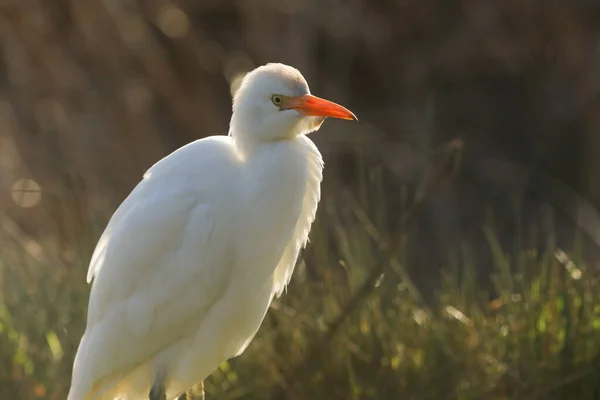 Beautiful Cattle Egret Bubulcus Ibis Hunting Food Field Cows Pastzing — стоковое фото