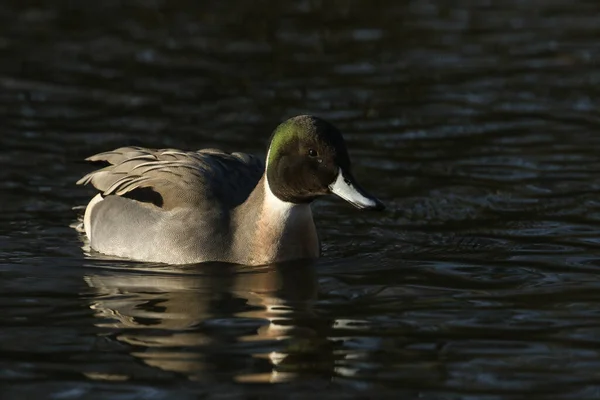 Superbe Canard Pilet Anas Acuta Nageant Nourrissant Dans Lac — Photo