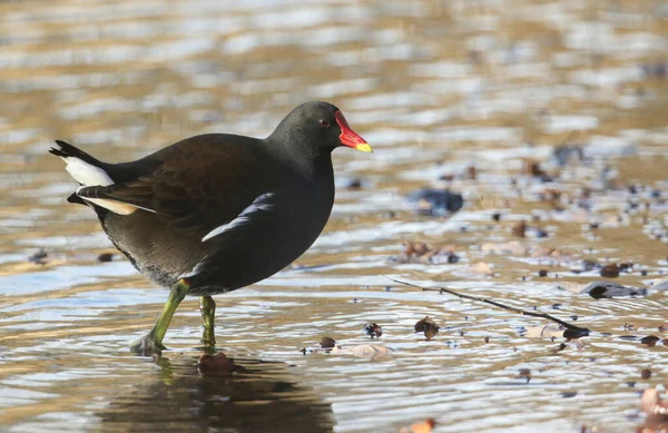 Een Mooie Moorhen Gallinula Chloropus Zoek Naar Voedsel Modder Aan — Stockfoto